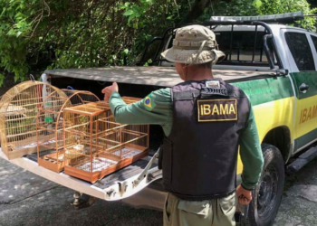 Inscrições encerradas concurso do Ibama! Confira próximos passos