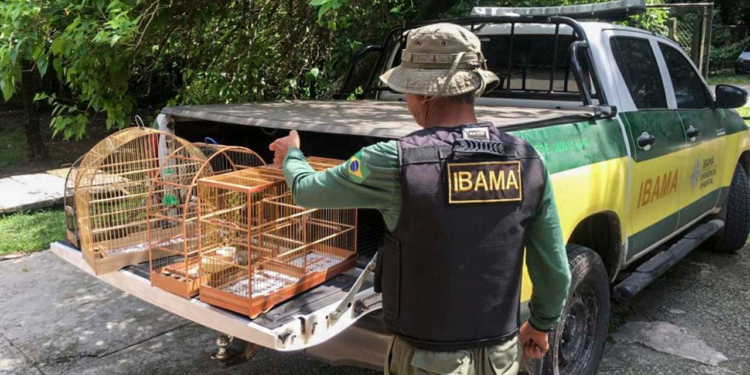 Inscrições encerradas concurso do Ibama! Confira próximos passos