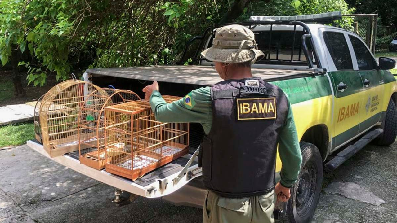 Inscrições encerradas concurso do Ibama! Confira próximos passos