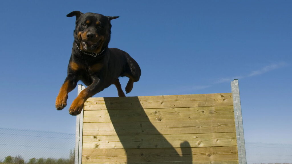 Donos de cães da raça pit bull e rottweiler em Minas Gerais precisam saber disso agora