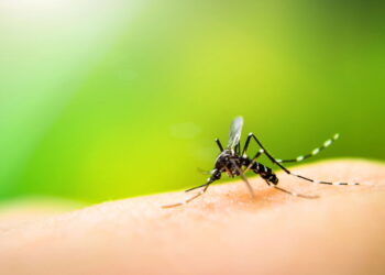 Anvisa aguarda mais informações para autorizar vacina contra Dengue