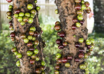 jabuticaba - Créditos: depositphotos.com / casadaphoto