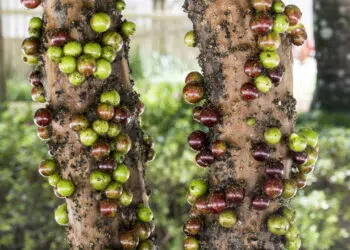 jabuticaba - Créditos: depositphotos.com / casadaphoto