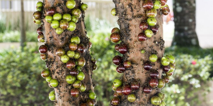 jabuticaba - Créditos: depositphotos.com / casadaphoto