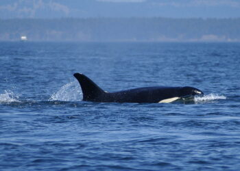 Orcas estão atacando barcos na costa ibérica e cientistas alertam