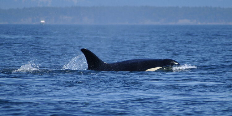 Orcas estão atacando barcos na costa ibérica e cientistas alertam
