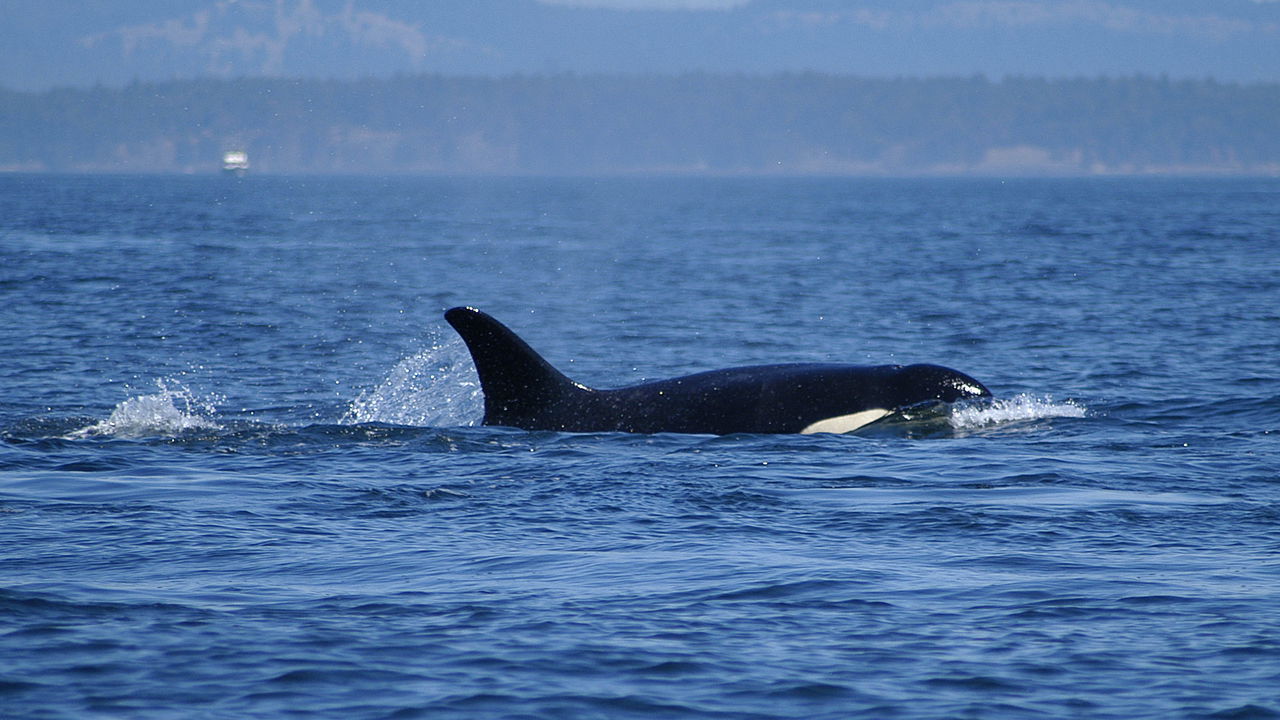 Orcas estão atacando barcos na costa ibérica e cientistas alertam