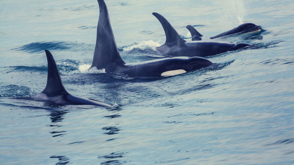 Orcas estão atacando barcos na costa ibérica e cientistas alertam