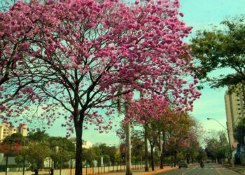 Cidade no interior de SP se destaca com sua economia e infraestrutura