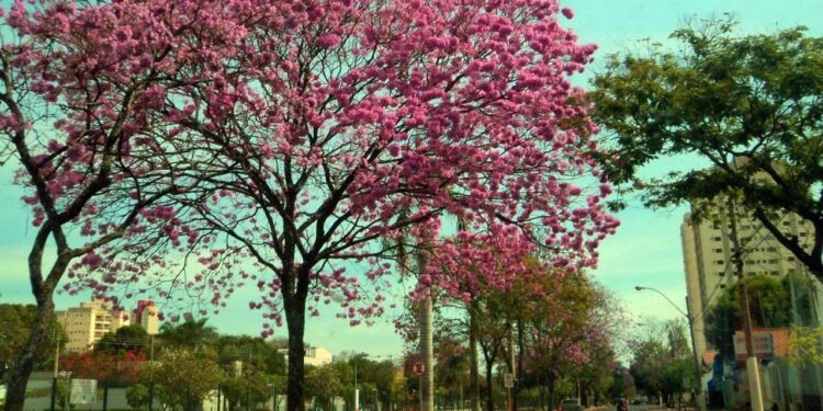 Cidade no interior de SP se destaca com sua economia e infraestrutura
