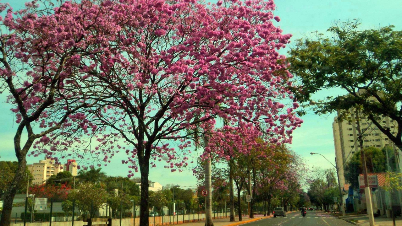 Cidade no interior de SP se destaca com sua economia e infraestrutura