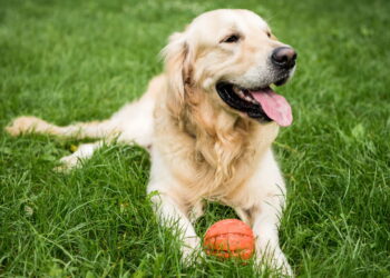 Saiba quais as raças de cães mais inteligentes do mundo!