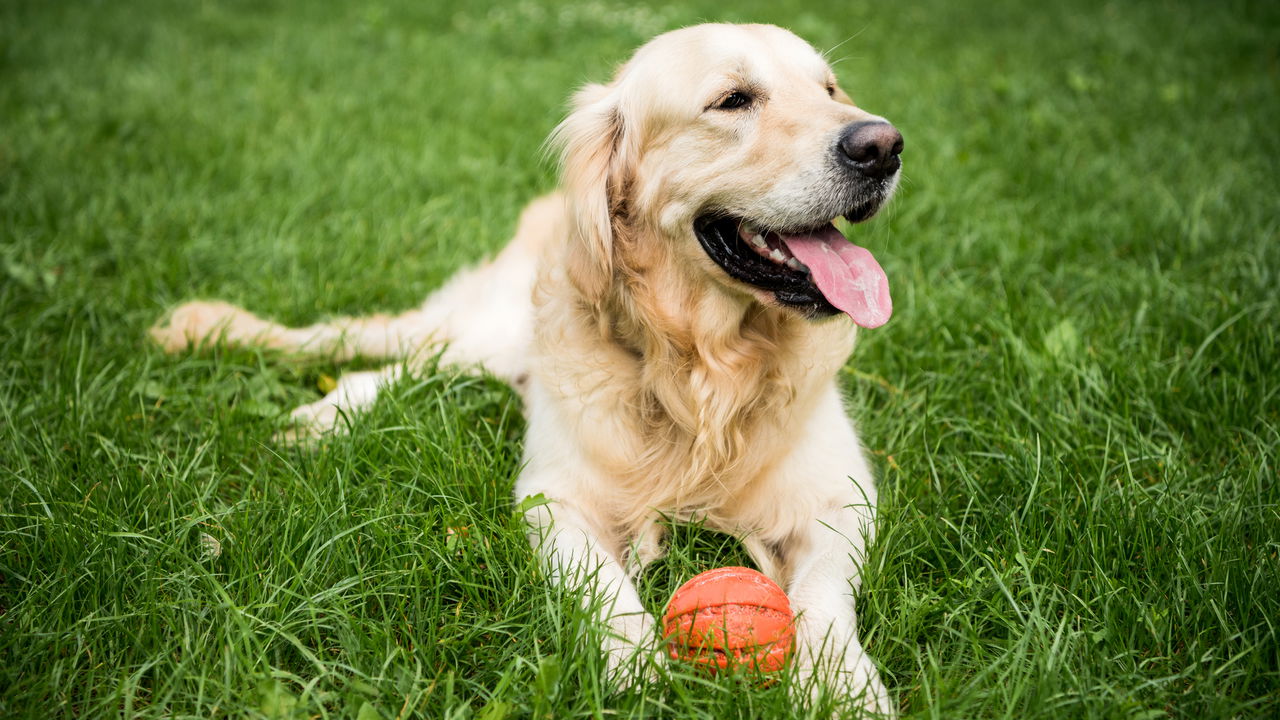 Saiba quais as raças de cães mais inteligentes do mundo!