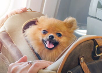 Viajar de avião com cachorro ou gato ficou mais fácil com essas dicas