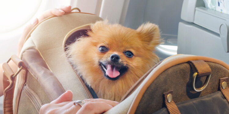 Viajar de avião com cachorro ou gato ficou mais fácil com essas dicas