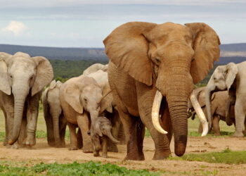 Habilidades incríveis do reino animal prepare-se para se surpreender!