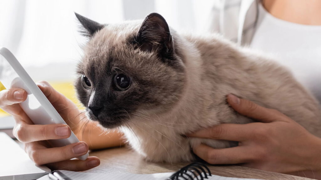 Empresa chinesa lança o primeiro smartphone para cães e gatos