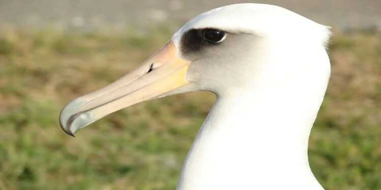 Albatroz - Créditos: wikimedia commons