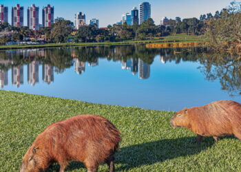 5 motivos que colocaram Curitiba no topo do ranking mundial