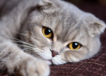 Animais sentem emoções como nós? A ciência responde!