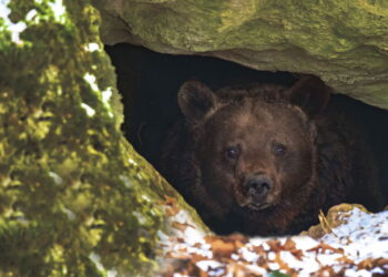 Hibernação e estivação: Como animais sobrevivem ao frio e calor extremos!