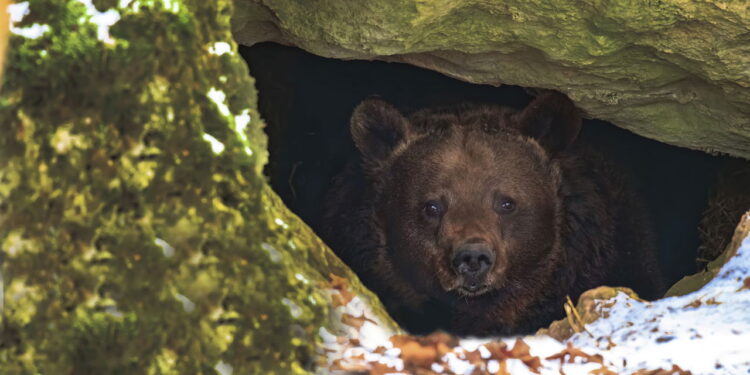Hibernação e estivação: Como animais sobrevivem ao frio e calor extremos!