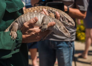 Que tal um pet diferente? Veja os animais de estimação mais inusitados