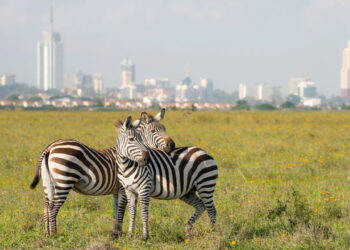 Zebras em Nairóbi - Créditos: depositphotos.com / mbrand85