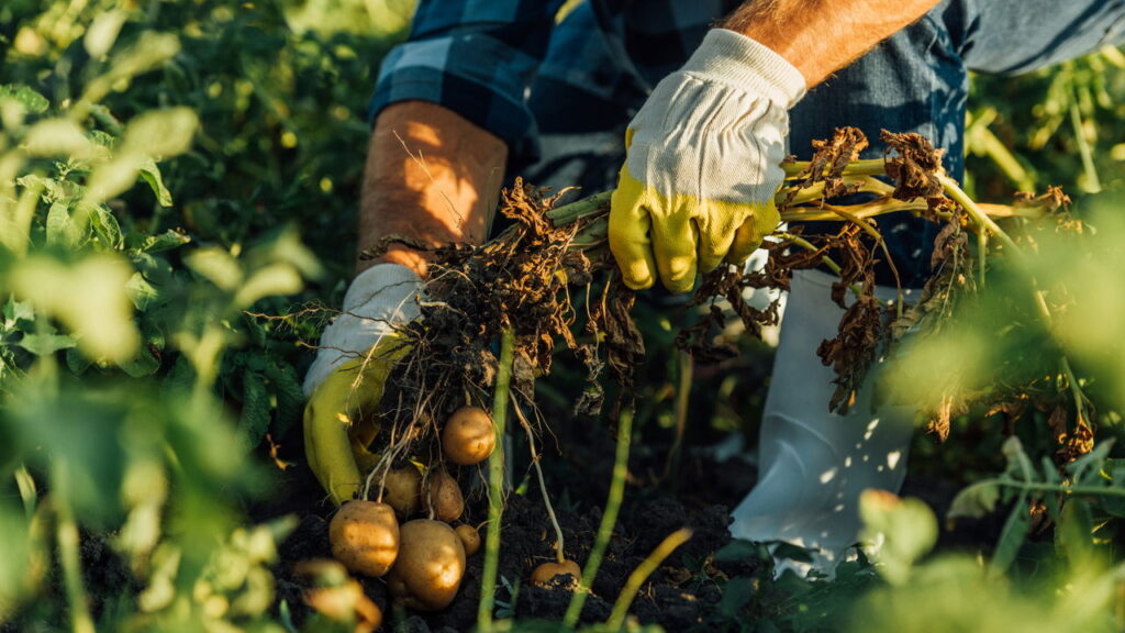 UFPI se destaca com curso de agroecologia avaliado pelo MEC