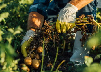 Curso técnico gratuito em agropecuária tem vagas abertas em SP