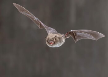 Como animais noturnos enxergam e se orientam tão bem na escuridão total? Entenda