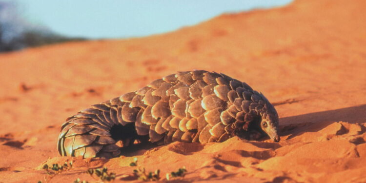 O que o novo documentário da Netflix revela sobre os pangolins vai surpreender