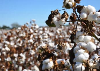 Como o algodão influenciou guerras, comércio e cultura! Confira