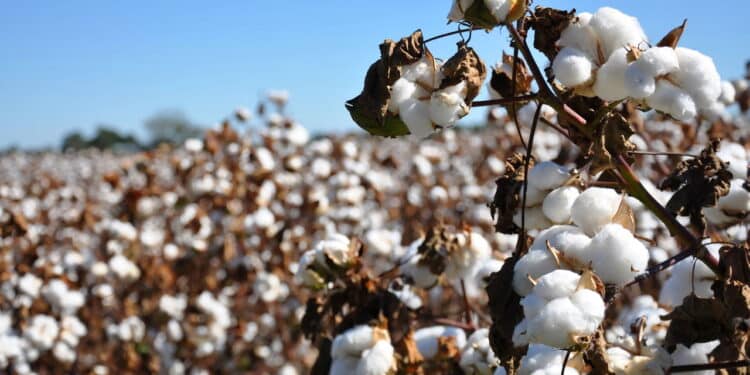 Como o algodão influenciou guerras, comércio e cultura! Confira