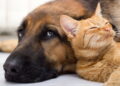Animais podem realmente sentir terremotos antes de nós? Entenda