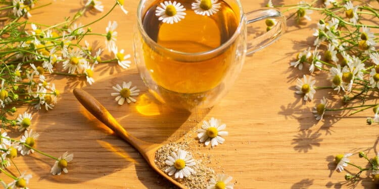 Como o chá de camomila virou remédio? A planta que acalma o mundo
