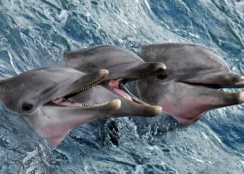 Como os golfinhos aprendem e se comunicam tão bem? Entenda!