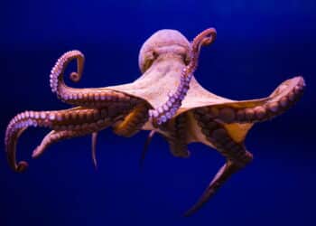 Como polvos resolvem problemas e se camuflam tão perfeitamente? Entenda