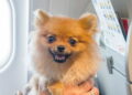 Viajar com pets exige cuidados que poucos conhecem