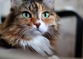 6 curiosidades sobre os gatos que poucas pessoas conhecem