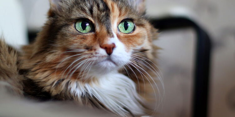 6 curiosidades sobre os gatos que poucas pessoas conhecem