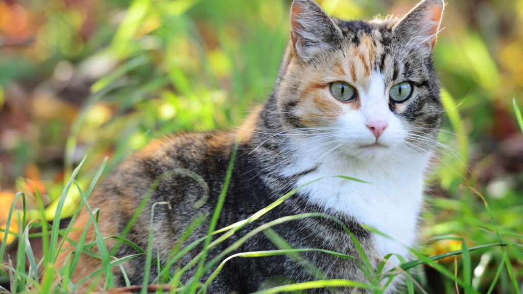 6 curiosidades sobre os gatos que poucas pessoas conhecem