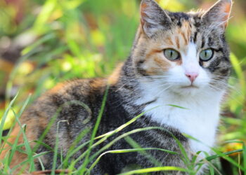 6 curiosidades sobre os gatos que poucas pessoas conhecem