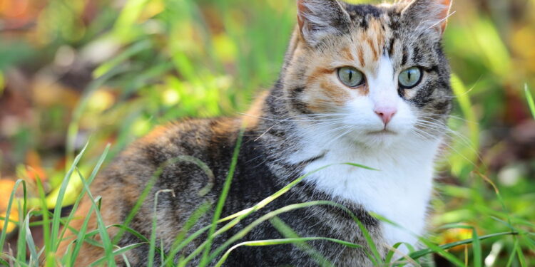 6 curiosidades sobre os gatos que poucas pessoas conhecem