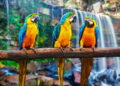 Por que alguns pássaros imitam sons e até a fala humana? A biologia explica tudo