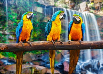 Por que alguns pássaros imitam sons e até a fala humana? A biologia explica tudo