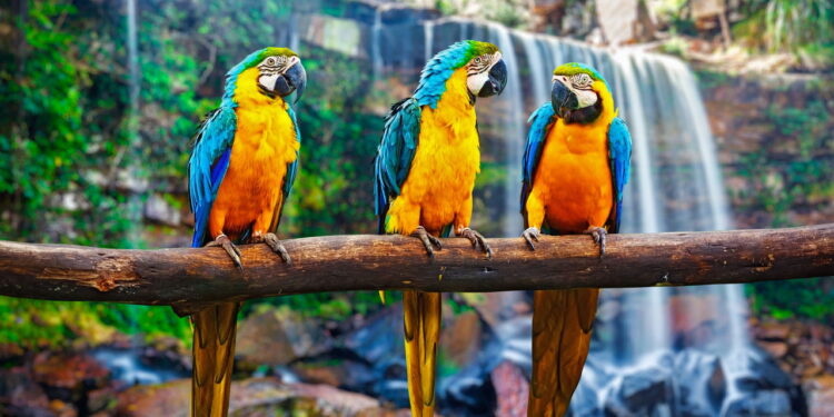 Por que alguns pássaros imitam sons e até a fala humana? A biologia explica tudo