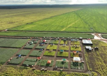 Foto: Divulgação BrasilAgro