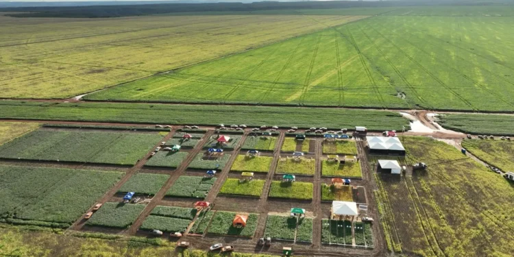 Foto: Divulgação BrasilAgro