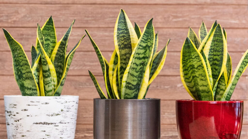 Essa planta oferece proteção, energia, purificação e mistério